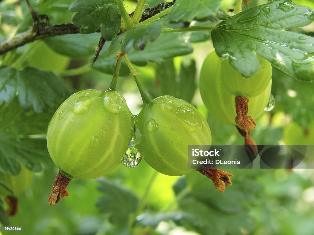 green gooseberries - Lizenzfrei Ast - Pflanzenbestandteil Stock-Foto