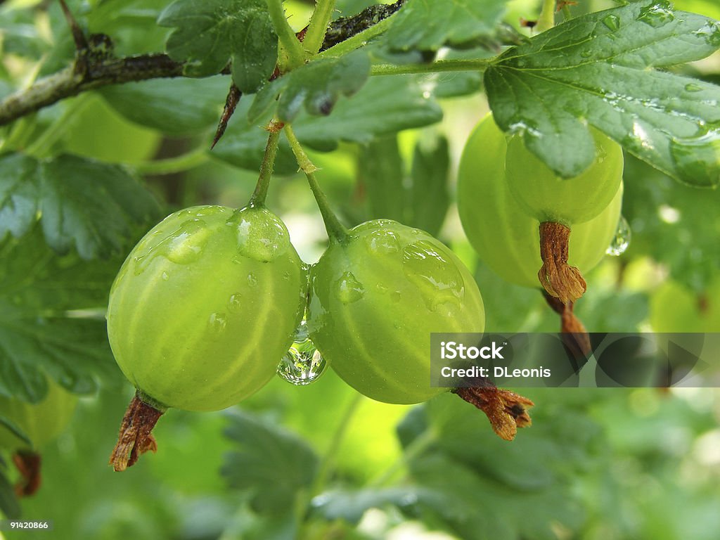 Vert gooseberries - Photo de Aliment libre de droits