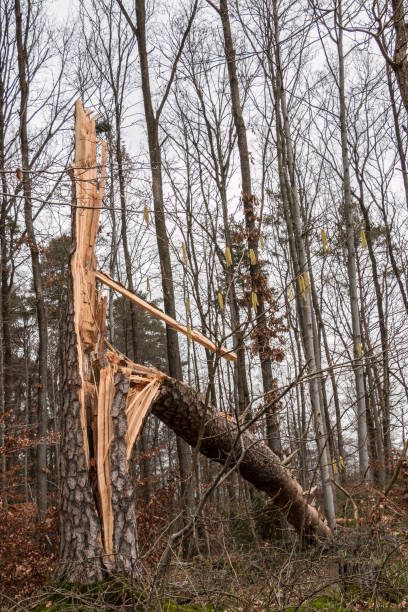 istock Storm damaged tree in the middle of the forest 914209624