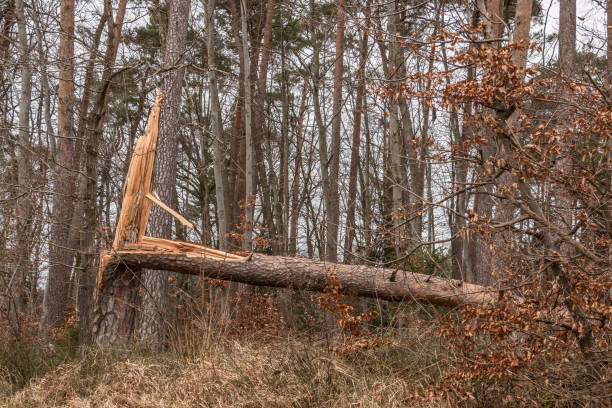 Storm damaged tree in the middle of the forest
