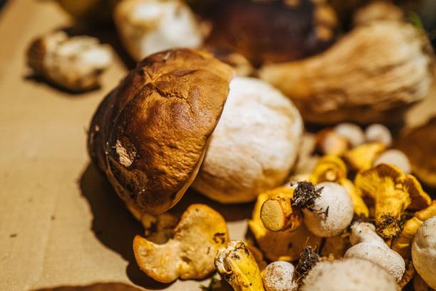 istock Close-Up Of Mushrooms 914210146