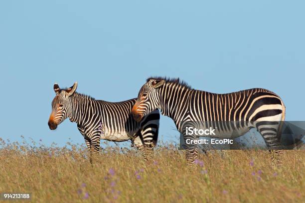 Cape Mountain Zebras In Grassland Stock Photo - Download Image Now -  Africa, Alertness, Animal - iStock