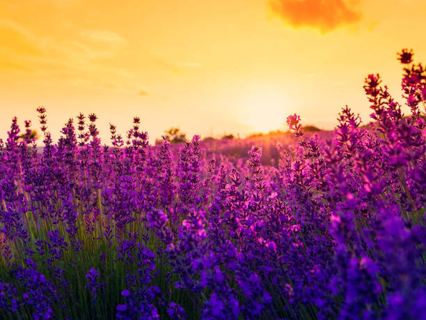 istock Lavender field in Tihany, Hungary 914214398
