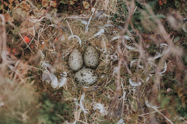 istock High Angle View Of Eggs In Nest 914214576