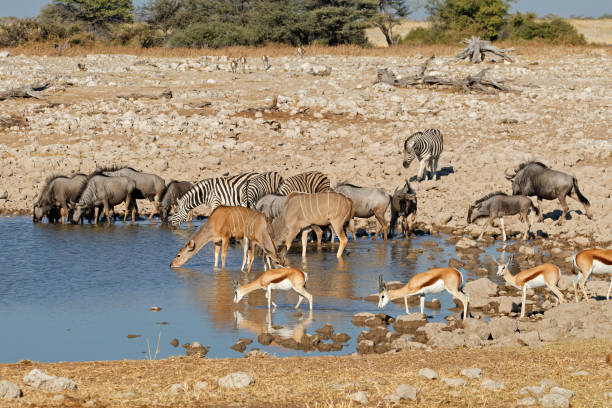 Blue wildebeest, zebras, kudu and springbok antelopes at a waterhole, Etosha National Park, Namibia