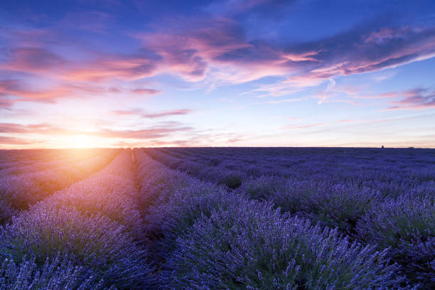 istock Lavender field summer sunset landscape  near Valensole 914219626