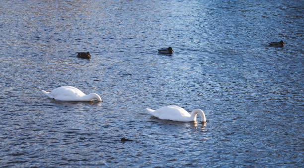 istock Swan couple on a river 914219892