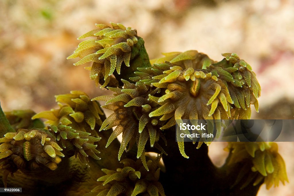 Negro sol Coral, North atolón de Ari, Maldivas - Foto de stock de Color - Tipo de imagen libre de derechos