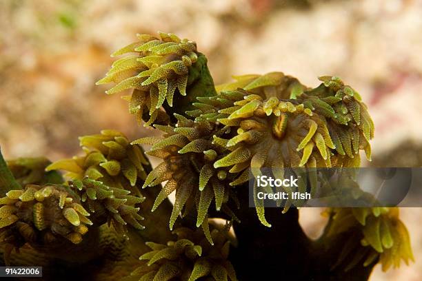 Negro Sol Coral North Atolón De Ari Maldivas Foto de stock y más banco de imágenes de Color - Tipo de imagen - Color - Tipo de imagen, Coral - Cnidario, Coral duro