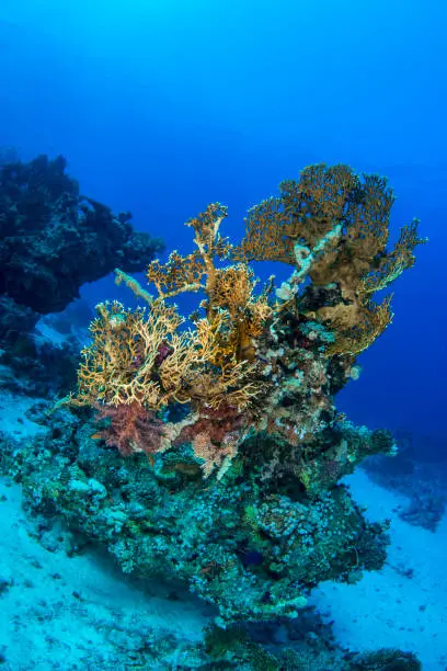A reef in Redsea