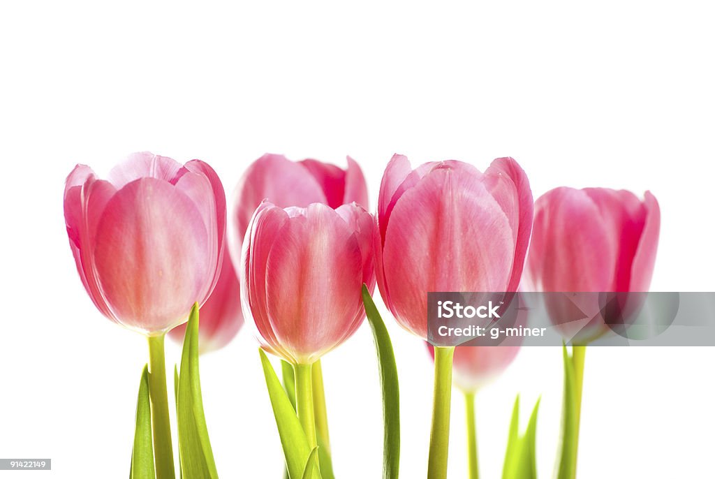 pink tulips  Botany Stock Photo