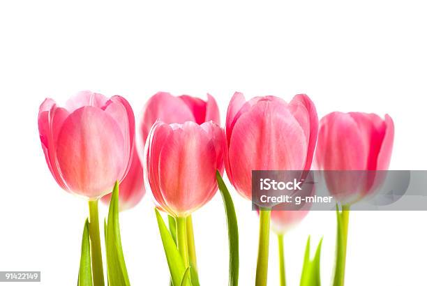 Pink Tulips Stock Photo - Download Image Now - Botany, Color Image, Flower