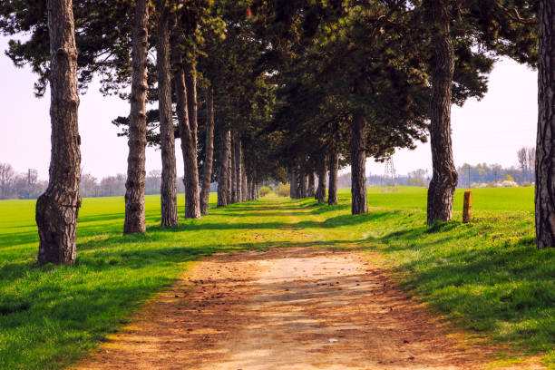 istock tree alley in summer with footpath 914223892