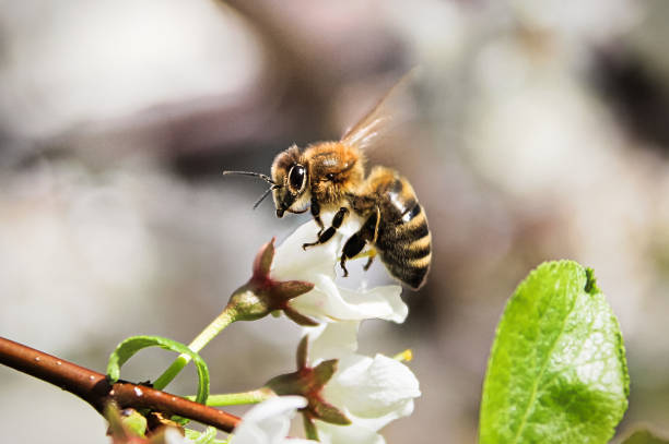 미 개봉 된 꽃에 앉아 벌의 매크로 - colony collapse disorder 뉴스 사진 이미지