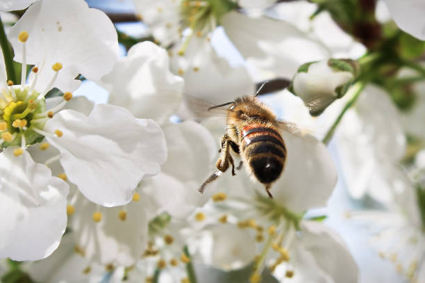 istock Macro of a bee flying up to a blossom 914224538