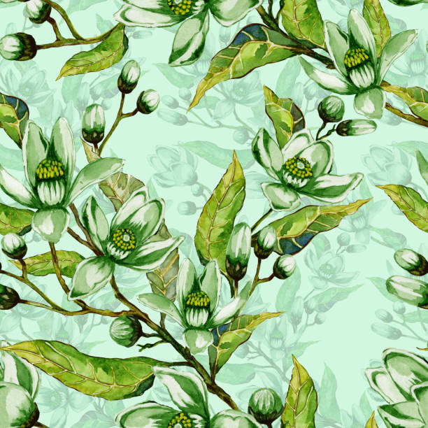 ilustrações de stock, clip art, desenhos animados e ícones de tree flowers on a twig. springtime seamless pattern. spring flourish. light green background with contour.  watercolor painting. hand drawn illustration. - flower flourishes paint backgrounds