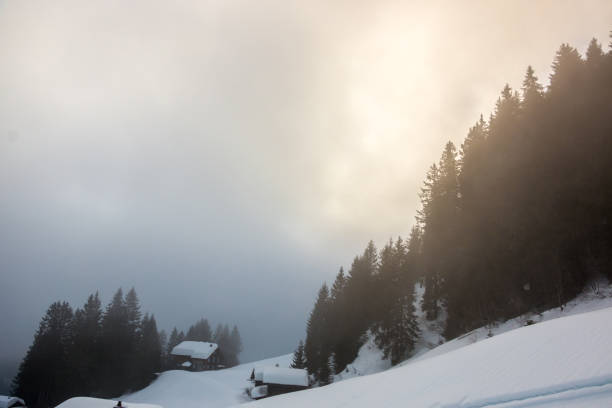 istock Snow and the dark forest in the mountains 914235550