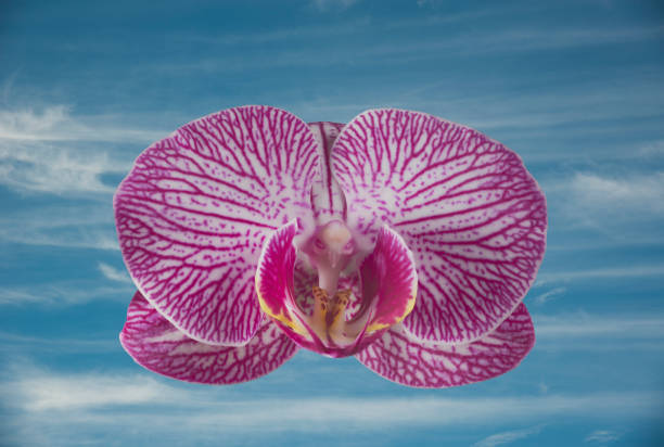 Orchid Cattleya with two Hebomoia glaucippe butterflies on a flower with a blue sky background
