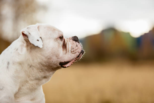 istock Dog on lawn looking away 914235914