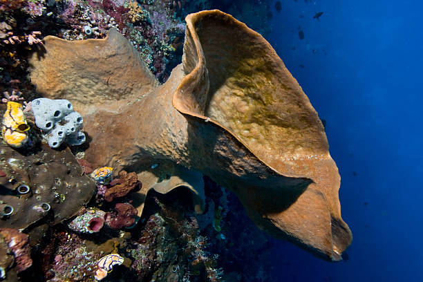 istock Giant Sponge in the blue of Bunakens drop-off 91423677