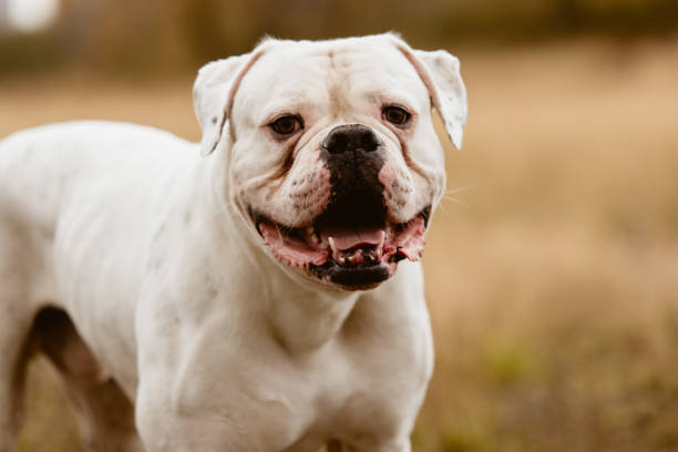Big white dog on walk Adorable big white dog standing in nature and looking away. american bulldog stock pictures, royalty-free photos & images