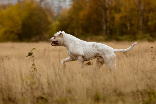 chien en cours d’exécution dans une prairie dans une prairie d’été - american bulldog photos et images de collection