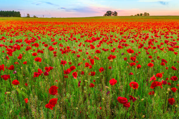 istock Poppies field meadow in summer 914242506