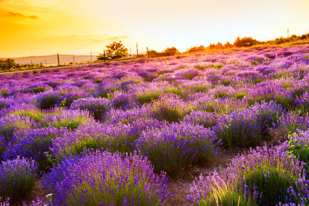 istock Lavender field in Tihany, Hungary 914245536