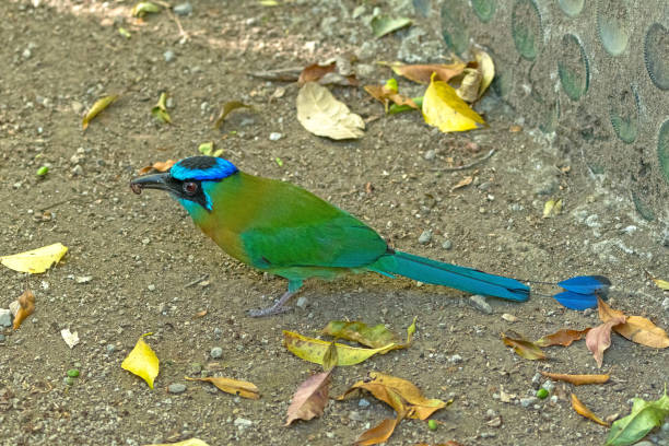 Blue Crowned Motmot Feeding on the Ground Blue Crowned Motmot Feeding on the Ground near Monteverde, Costa Rica motmot stock pictures, royalty-free photos & images