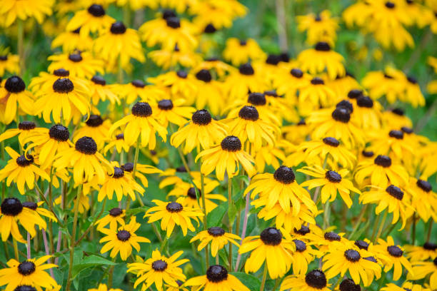 istock Yellow Rudbeckia flowers 914253258