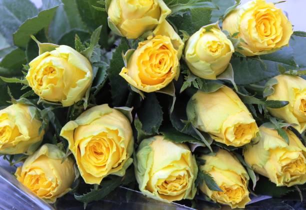 istock yellow and red roses 914253556