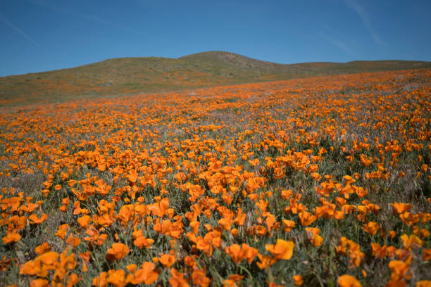 istock California Poppies 914258274