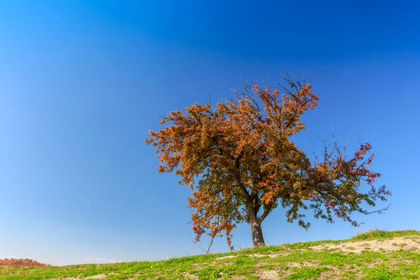 istock Autumn trees in Transylvania 914260978