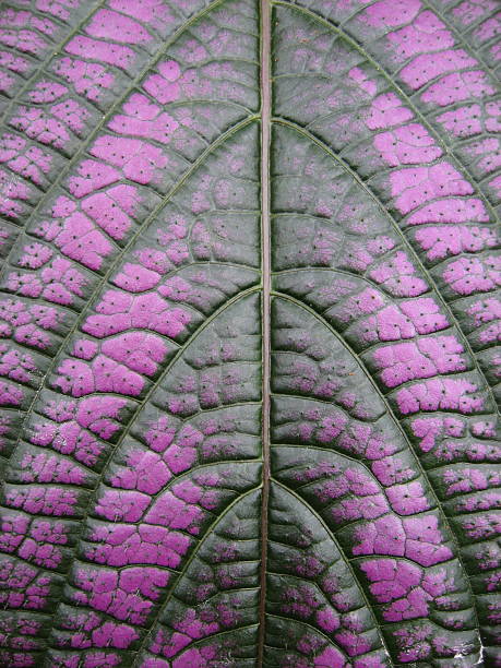 잎 데테일 퍼플 스톡 사진