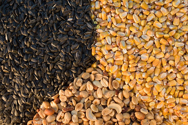 Sunflower seeds, corn, peanuts, and cashews stock photo