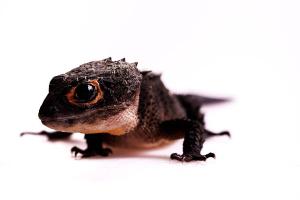 istock The Red-Eyed Crocodile Skink isolated on white background 914262748
