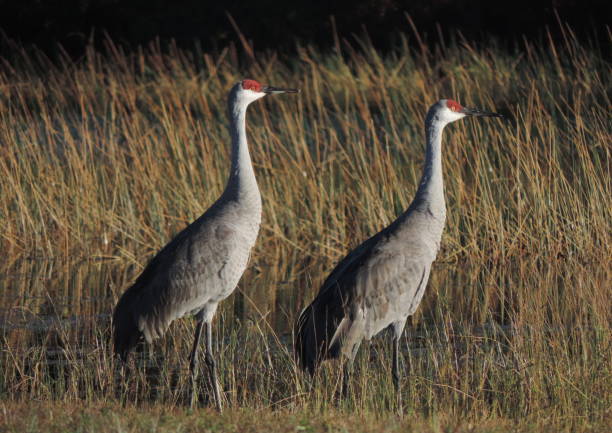 istock sandhill cranes in river grasses 914266858