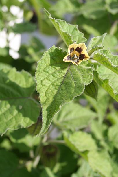 physalis - gooseberry fruit growth green stock-fotos und bilder