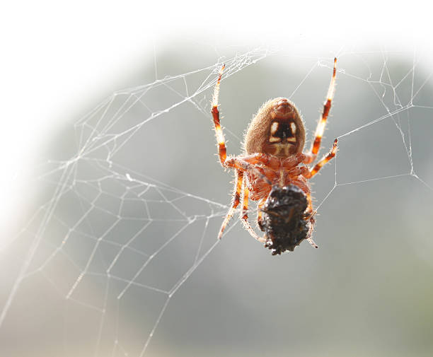 Cтоковое фото Паук-Orb Weaver