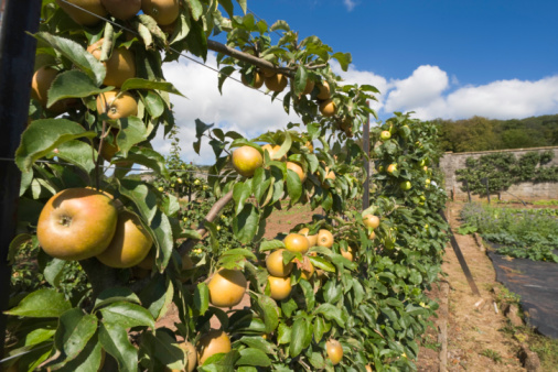 Canon EOS 1D MkIII and 14mm L lens captured this ultra-wide angle shot of organic apples growing on an espalier.