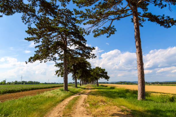istock tree alley in summer with footpath 914273254