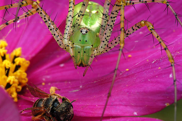 Green Lynx Spider and bee stock photo