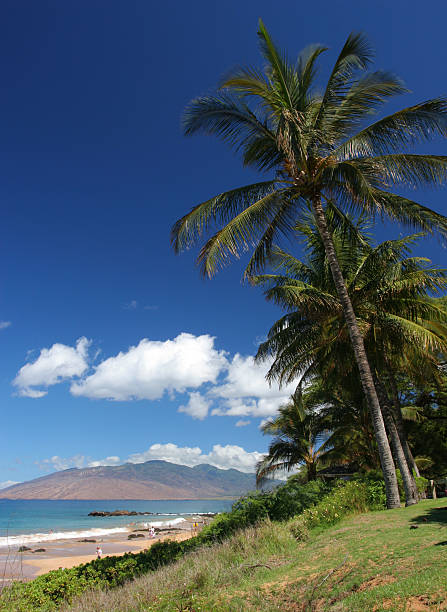 istock Palm Trees in Maui 91427415
