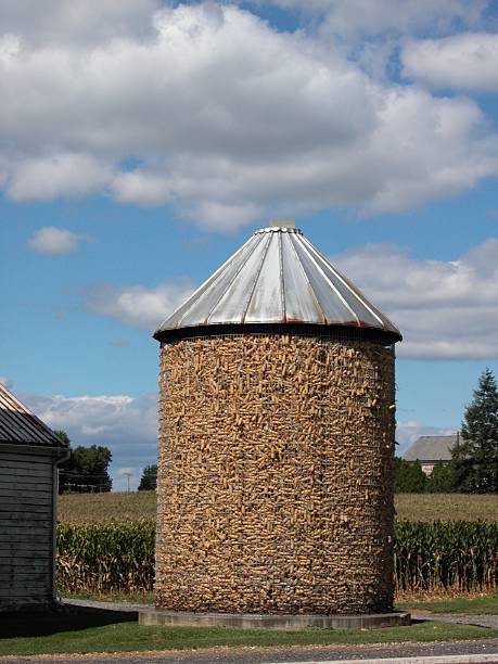 nourrir maïs au silo - corncrib photos et images de collection