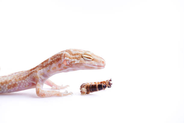 istock Sick leopard gecko's with worm on isolated white background 914275872