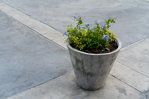purple blue planting in a concrete cement pot on concrete floor for outdoor decoration