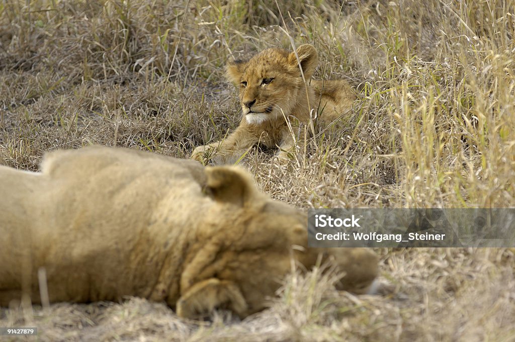 sleeping fêmea de Leão com o cachorrinho - Royalty-free Animais caçando Foto de stock