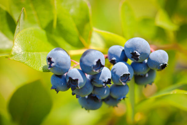 istock Fresh Blueberry on Blueberry Bush in Orchard Farm 914279950