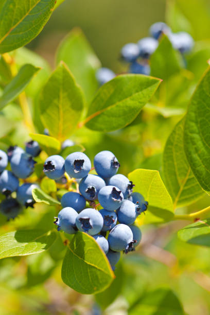istock Fresh Blueberry on Blueberry Bush in Orchard Farm 914280250