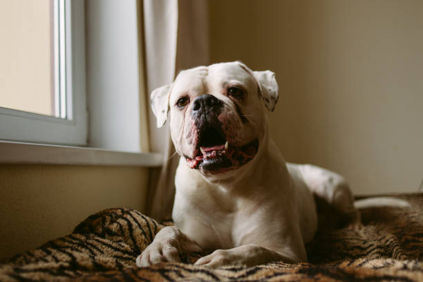 большая собака у окна - american bulldog стоковые фото и изображения